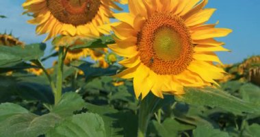 sahada güzel ayçiçeği