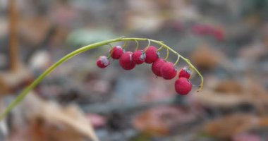 Sonbahar ormanındaki vadideki zambakların kırmızı böğürtlenleri. Yenilemez. Yenilemez. Sinema 4K 60fps makro çekim videosu