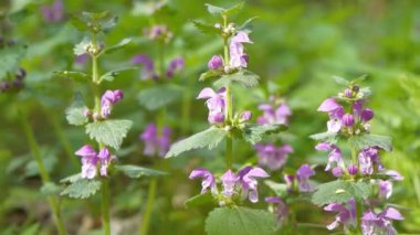 Lamium purpureum (kırmızı ölü ısırgan otu, mor ölü ısırgan otu veya mor başmelek olarak da bilinir), Avrupa, Asya ve Kuzey Amerika 'da yetişen yıllık otçul bitkidir.