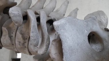 Gerçek balina kemikleri. Büyük mavi balinanın büyük gri iskeleti. Balaenoptera kasları