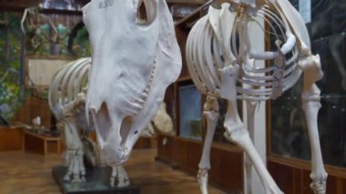 KYIV, UKRAINE, 27 Kasım 2023: Ulusal Yaşam ve Çevre Bilimleri Üniversitesi Anatomi Müzesi Sergisi. Doldurulmuş hayvanlar, kemikler ve çeşitli hayvanların iskeletleri.