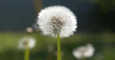 Karahindiba tohumu. Taraxacum - Asteraceae familyasındaki çiçek açan bitkilerin cinsi, yaygın olarak karahindiba olarak bilinen türlerden oluşur. Cinsiyet bilimi ve hobisi tarakyakoloji olarak bilinir.