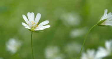 Chickweed stellaria. Ormanda güzel beyaz bahar çiçekleri yetişir.