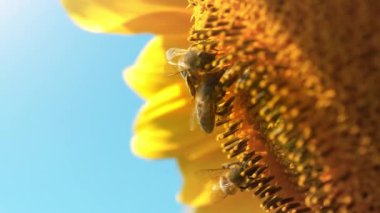 İşçi arılar tarlada güzel bir ayçiçeği üzerinde, aşırı yakın çekim