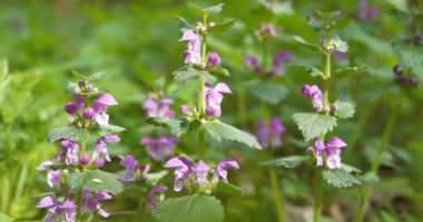 Lamium purpureum ya da kırmızı ölü ısırgan otu, mor ölü ısırgan otu veya mor başmelek, Avrupa, Asya ve Kuzey Amerika 'da yetişen yıllık otçul bitkidir.