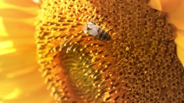 Arı ayçiçeğinin polenini ayrıştırıyor, yakın plan çekim.