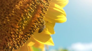 İşçi arı güzel ayçiçeğinin üzerinde, yakın çekim eğik video