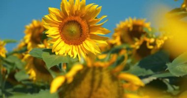 Tarlada güzel ayçiçekleri var. Heliotropism - Güneş 'e tepki olarak bitki parçalarının dikey ya da mevsimsel hareketi. Fototropism - bir organizmanın ışık uyarıcısına tepki olarak büyümesi