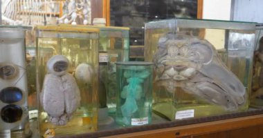 Hayvanların iç organları cam kavanozlarda tıbbi araştırma için formaldehit ile buzağının kafasının sagittal bölümünün de içinde bulunduğu. Hayvan iç organları