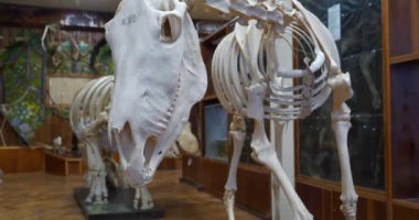 KYIV, UKRAINE, NOVEMBER 1, 2023: Ulusal Yaşam Üniversitesi ve Çevre Bilimleri Müzesi Sergisi. At kemikleri ve çeşitli hayvanların iskeletleri.