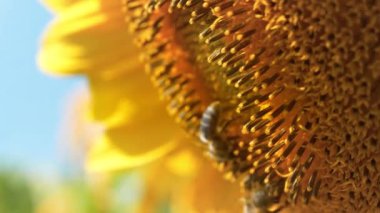 Güzel ayçiçeği, yakın çekim eğik video