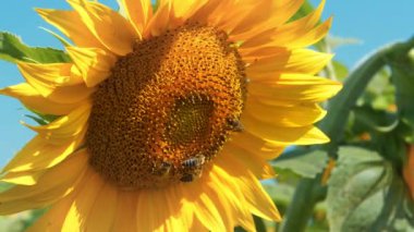 İşçi arılar güzel ayçiçeği, tozlaşma, nektar üretimi, 4K 60fps yakınlaştırma videosu