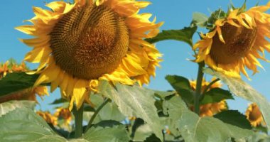Tarlada güzel ayçiçekleri olan arılar. İyi ayçiçeği hasadı