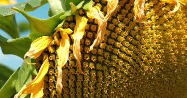 Ay çekirdeği. Fibonacci altın oranı doğada ve ayçekirdeğinde. Ayçiçeğindeki altın oran sepetteki veya ayçiçeğinin başındaki tohumların en düzenli dağılımını sağlar. Sinema 4K 60fps video