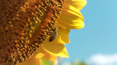İşçi arı tarlada güzel bir ayçiçeği üzerinde, yakın çekim