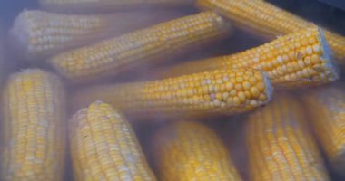 Kaynamış mısır sıcak suda yatıyor.