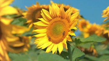 İki işçi arı güzel sarı ayçiçeğinin üzerinde, yakınlaştırma videosu