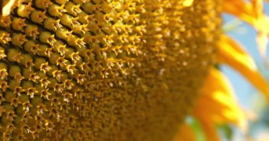 Ay çekirdeği. Fibonacci altın oranı doğada ve ayçekirdeğinde. Ayçiçeğindeki altın oran, tohumların sepette ya da ayçiçeğinin başında en düzenli dağılımını sağlar. Sinema 4K 60fps video
