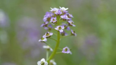 Bahçede küçük mor çiçekler yetişir. Muhtemelen Arabidopsis ya da rockcress cinsi. Brassicaceae familyasından. Lahana ve hardalla ilgili küçük çiçekli bitkiler.