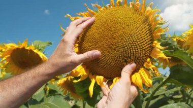 Agronomist ya da tarla işçisi ayçiçeklerinin olgunlaşmasını kontrol eder. Ayçiçeği tutan erkek elleri. Yavaş Hareket videosu