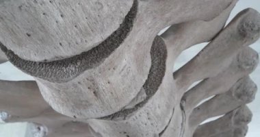 Gerçekten büyük balina kemikleri. Büyük mavi balinanın büyük gri iskeleti. Balina omurgası. Balaenoptera kasları