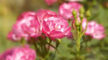 Bahçede çok güzel güller var. Bulanık ile 4K yakınlaştırma videosu