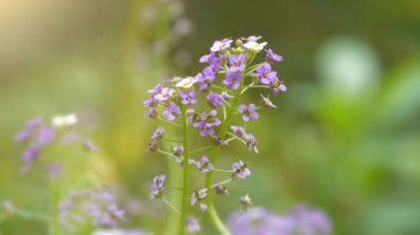 Bahçede çok az güzel mor çiçekler yetişir. Arabidopsis ya da rockcress - Brassicaceae familyasının cinsi. Lahana ve hardalla ilgili küçük çiçekli bitkiler.
