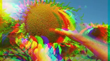 Renkli Slow Motion videosu. Tarım işçisi ayçiçeklerinin olgunlaşmasını kontrol ediyor.
