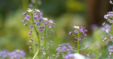 Bahçede küçük mor çiçekler yetişir. Muhtemelen Arabidopsis ya da rockcress cinsi. Brassicaceae familyasından. Lahana ve hardalla ilgili küçük çiçekli bitkiler. Sinema 4K 60fps video