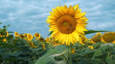 Üç işçi arı güzel ayçiçeğinin üzerinde. 4K yakınlaştırma videosu