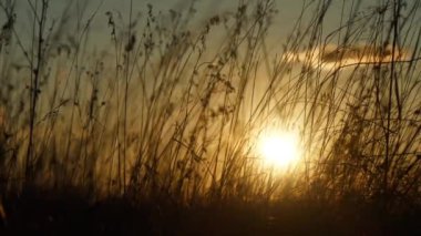 Çayırda güzel bir gün batımı. Kuru sonbahar çimenleri zar zor sallanıyor.