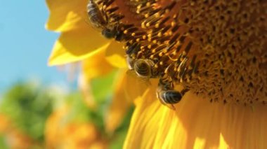 İşçi arılar tarlada güzel bir ayçiçeği üzerinde, yakın çekim