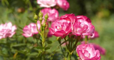 Bahçedeki güzel kırmızı güller. Küçük siyah örümcek gül yaprağının üzerinde oturuyor