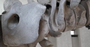 Mavi balina iskeleti. Balina kemikleri