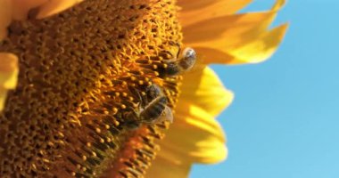 Sarı ayçiçeği üzerinde üç işçi arı, aşırı yakın çekim
