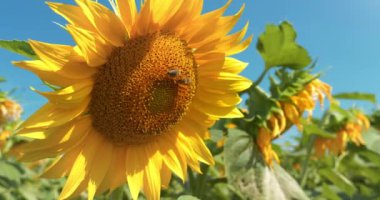 Arılar çiçeklerden nektar toplarlar. Tarlada güzel bir ayçiçeğinin üzerindeki arılar. Sinema 4K 60fps video