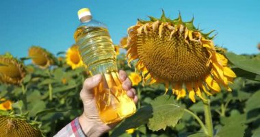 Gıda kullanımı için doğal saf sebze yağı. Agronomist elinde bir şişe ayçiçeği yağı tutuyor. Ayçiçeği tarlasında tarım işçisi