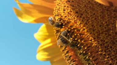 İşçi arılar güzel ayçiçeği, tozlaşma, nektar üretimi, aşırı yakın çekim