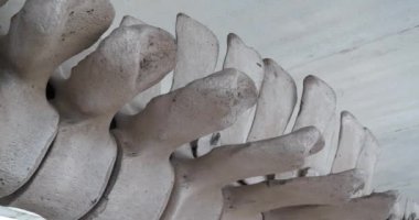 Büyük mavi balina iskeleti. Gerçek balina kemikleri. Balaenoptera kasları