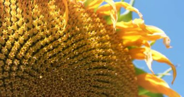Ay çekirdeği. Fibonacci altın oranı doğada ve ayçekirdeğinde. Ayçiçeğindeki altın oran sepetteki veya ayçiçeğinin başındaki tohumların en düzenli dağılımını sağlar, yakın çekim video