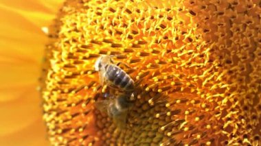 İki işçi arı güzel ayçiçeği, tozlaşma, nektar üretimi, dönüşümlü yakın çekim
