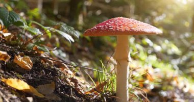 Ormanda resimli bir yer. Amanita muscaria güz ormanlarında yetişir. Güzel ormanda gün batımı