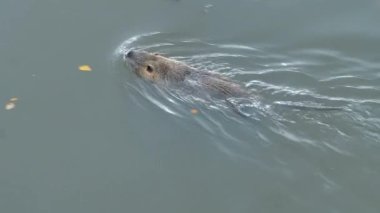 Slow Motion Coypu gölette yüzüyor.
