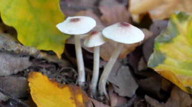 Toprakta yetişen üç sonbahar zehirli mantarı.