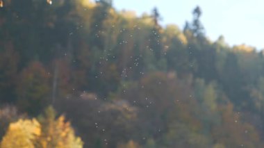 Yavaş hareket eden küçük beyaz sivrisinek sürüsü ormanda dönüyor.