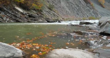 Sonbahar yaprakları nehir suyunda sürüklenir. Prut nehri ve dağ, Yaremche şehrinde, batı Ukrayna 'da, Yaremche kıvrımları olarak bilinir - Avrupa' nın en büyük Stryi oluşum açığı. Sinema 4K 60fps video