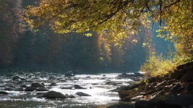 Resimli bir yer. Taşlı güzel dağ nehri, nehre eğilen sarı sonbahar ağacı, hafif rüzgar, ağaçlardan düşen yapraklar ve parlak güneş suya yansıyor. Sonbahar ağaçları yapraklarını döker.
