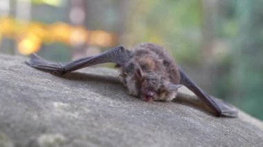 Ormandaki taşın üzerinde ölü bir yarasa yatıyor. Sinek ölü bir yarasanın üzerinde oturuyor.