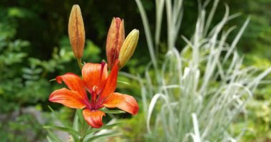 Güzel portakal çiçeği. Lilium bulbiferum ya da portakal zambağı, ateş zambağı, Jimmy Bane, kaplan zambağı, St. John Lily - Liliaceae 'ye ait, yer altı ampullü bitkisel Avrupalı zambak.