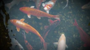 Slow Motion Koi, süslü sazan balıkları suda yüzer. Renkli süslü sazanlar ve Koi balığı sürüsü gölde yüzüyor.
